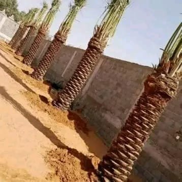 تركيب شبكات ري للنخيل والحدائق تركيب شبكات ري للنخيل والحدائق