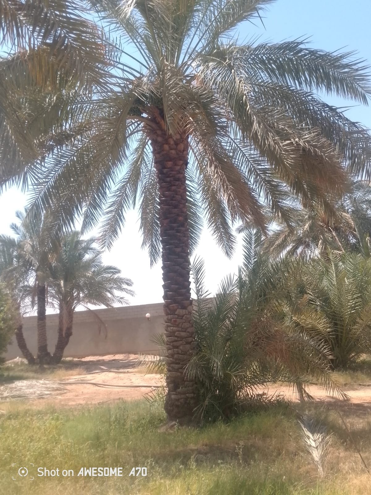 خدمات نقل وزراعة النخيل في ضرما خدمات نقل وزراعة النخيل في ضرما