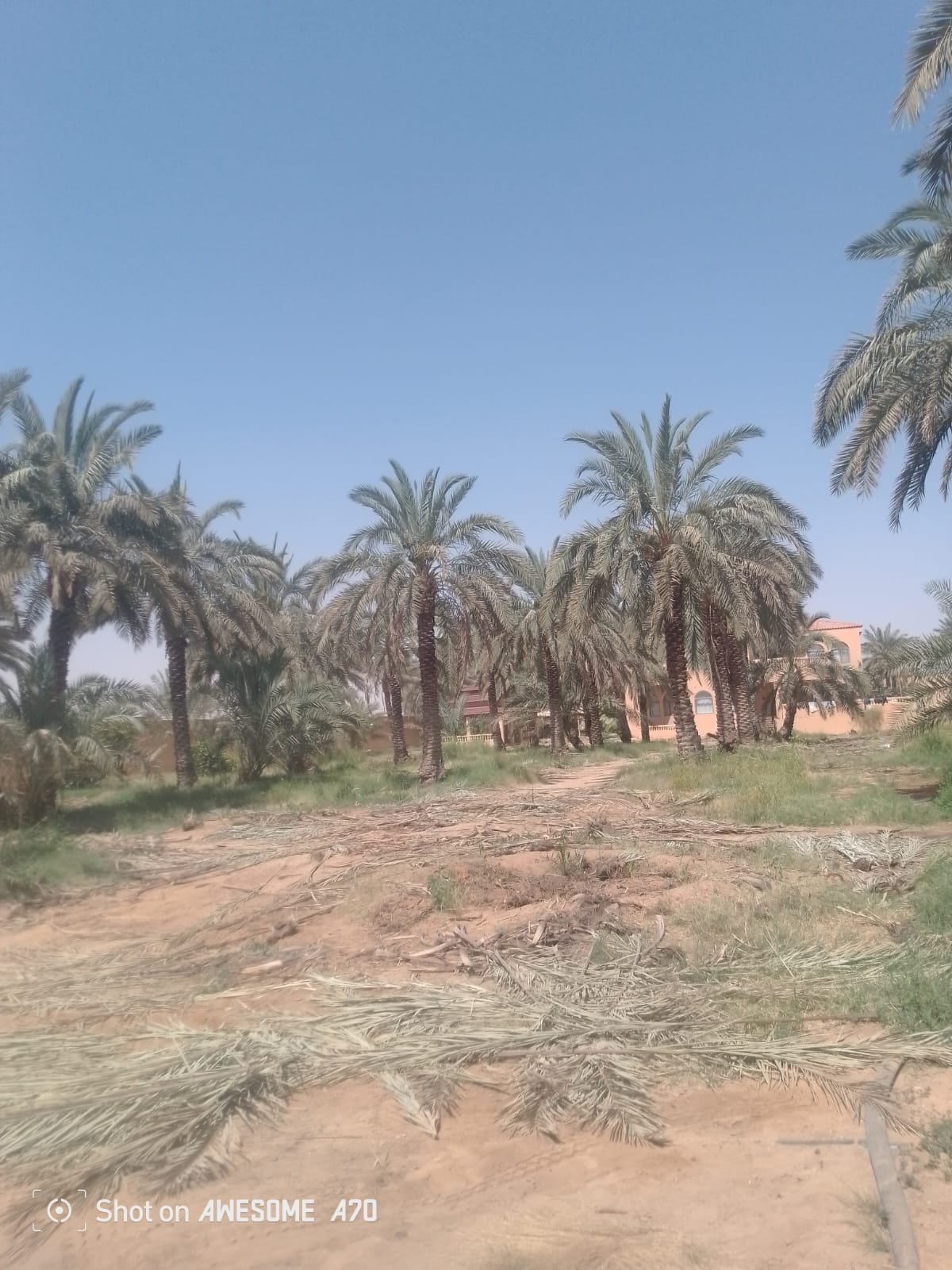 نقل وتوريد نخل عربي مثمر في ثادق نقل وتوريد نخل عربي مثمر في ثادق