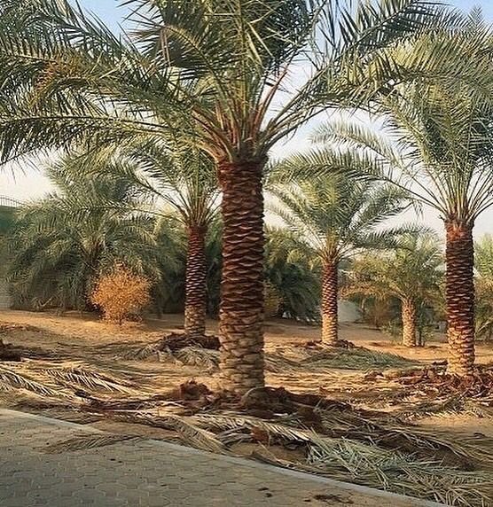 توريد وزراعة النخيل في ديراب