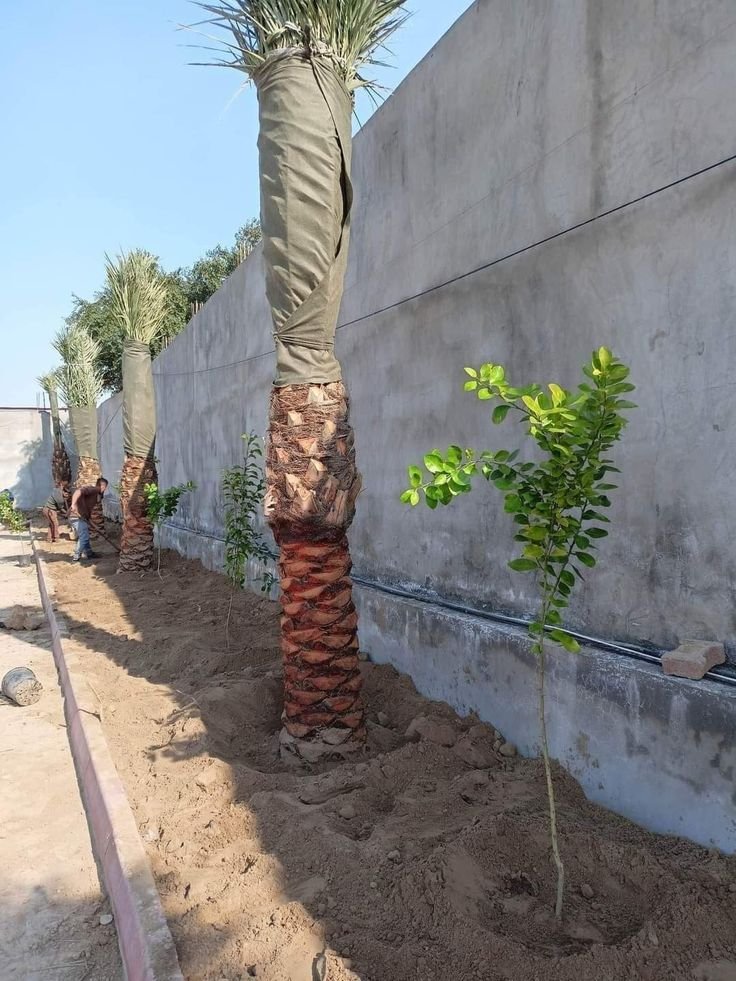زراعة نخيل واشنطونيا في حدائق الرياض.