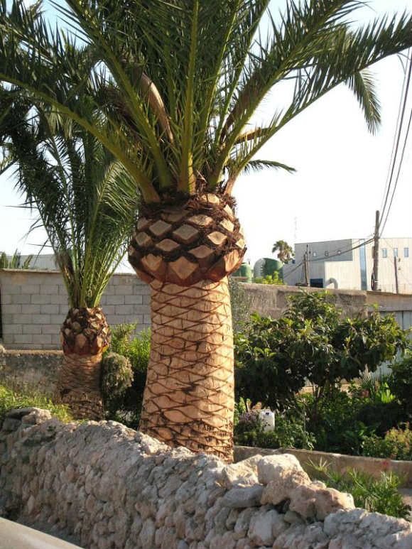 نخيل زينة مزروع أمام فلل حديثة في الرياض.