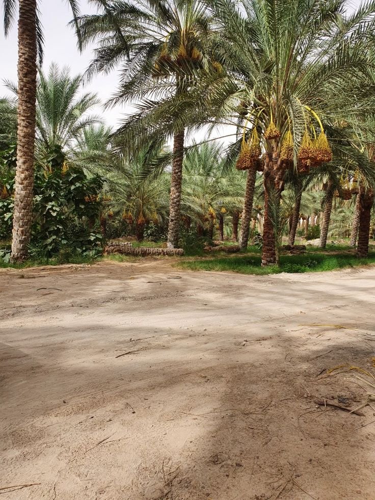 مقاول متخصص في زراعة النخيل بالرياض.