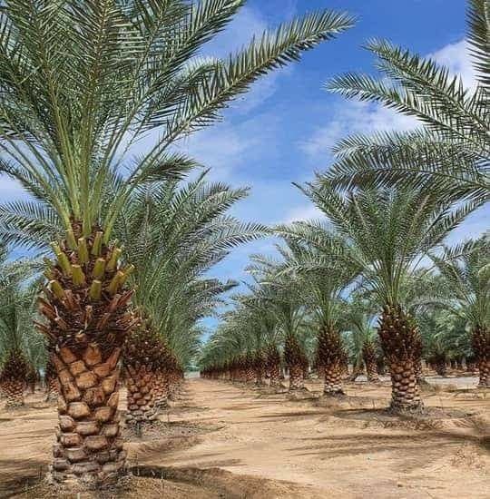 زراعة نخيل مثمر في مزارع الرياض.