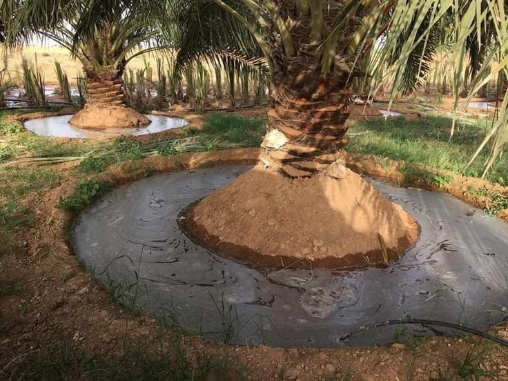زراعة نخيل للحدائق المنزلية في الرياض بتنسيق احترافي.
