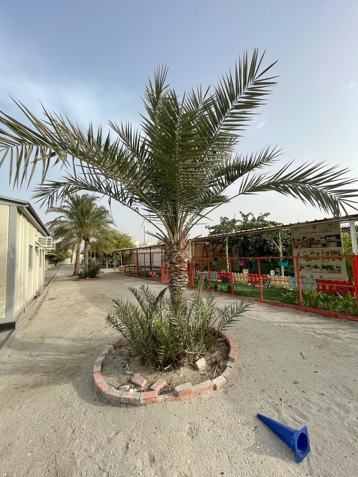 نقل وزراعة النخيل بطريقة احترافية في الرياض.