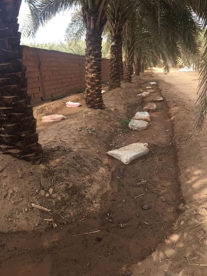 مقاول زراعة نخيل الرياض أثناء تنفيذ أعمال التشجير.
