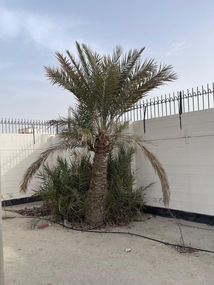 توريد وتركيب نخيل زينة للفلل والاستراحات بالرياض.