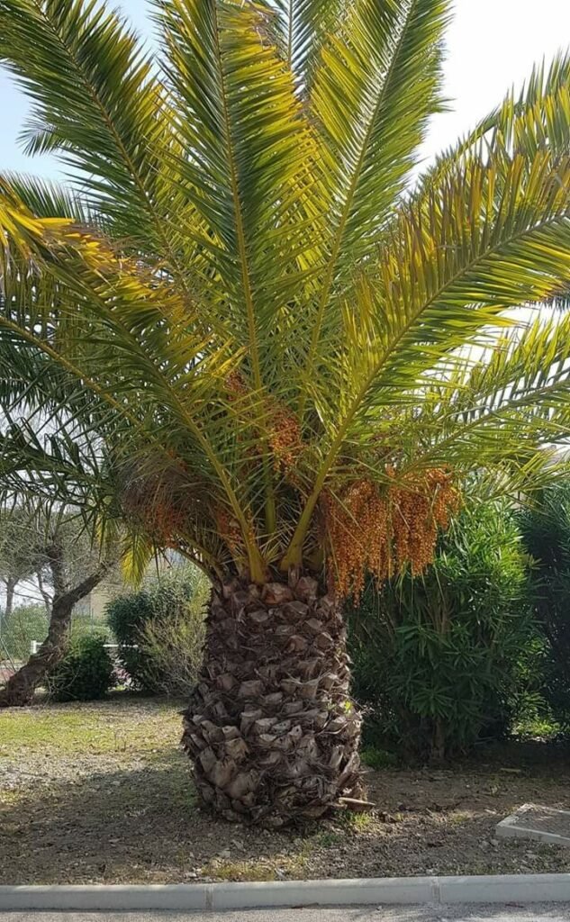 أعمال تشجير وزراعة نخيل في أحياء الرياض السكنية.