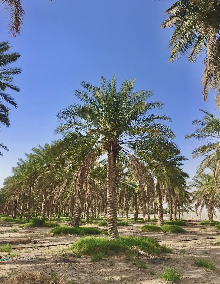 تجهيز وزراعة نخيل كبير للمساحات الخارجية في الرياض.