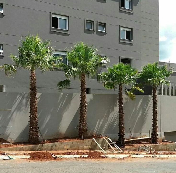 زراعة نخيل واشنطونيا في حديقة منزلية بالرياض.