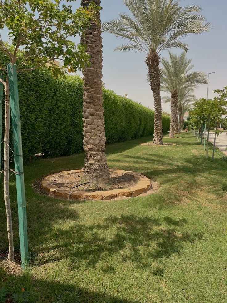 نخيل للفلل حي النرجس الرياض