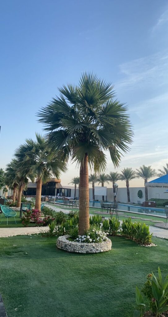 نخيل حول مسبح الفيلا في الرياض