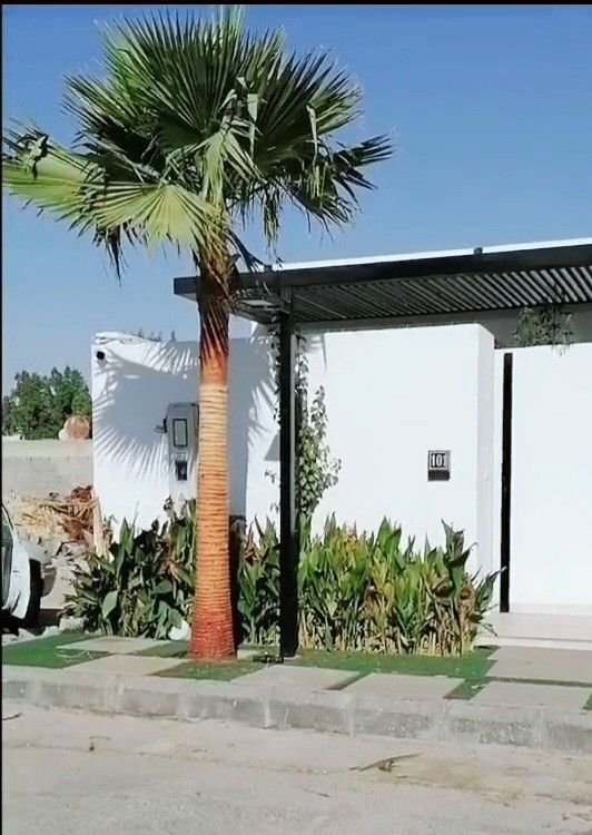 توريد نخيل واشنطونيا بالرياض للفلل والحدائق.