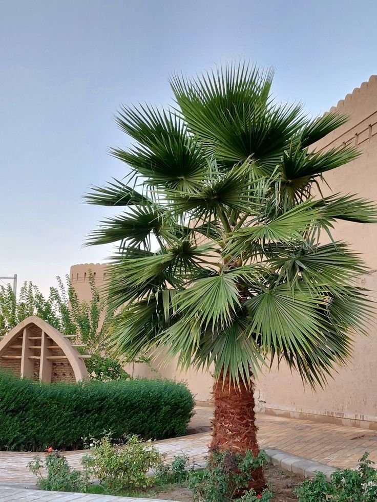 نخيل زينة للحدائق المنزلية بالرياض
