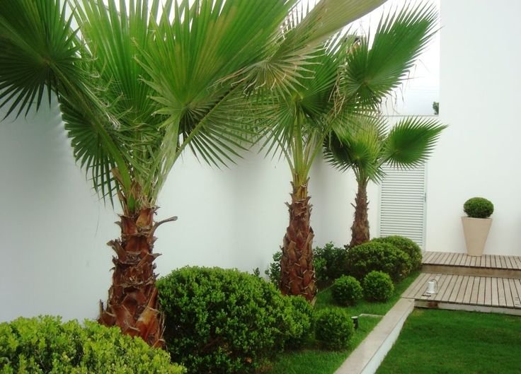 نخيل واشنطونيا طويل لتنسيق مداخل الفلل بالرياض.