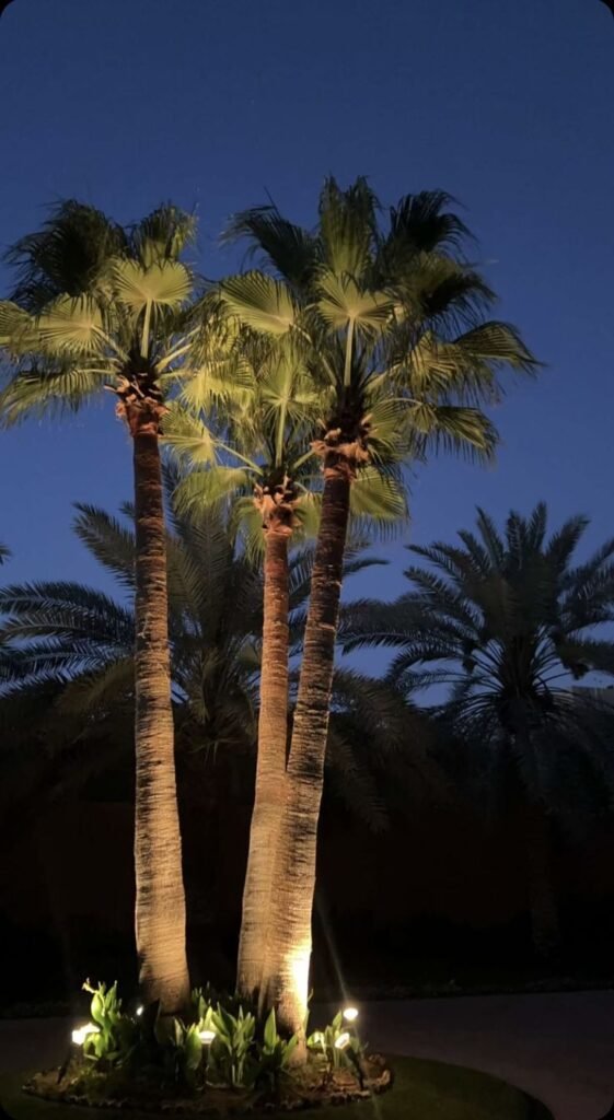 مشروع زراعة نخيل واشنطونيا ضمن تنسيق حدائق حديث.