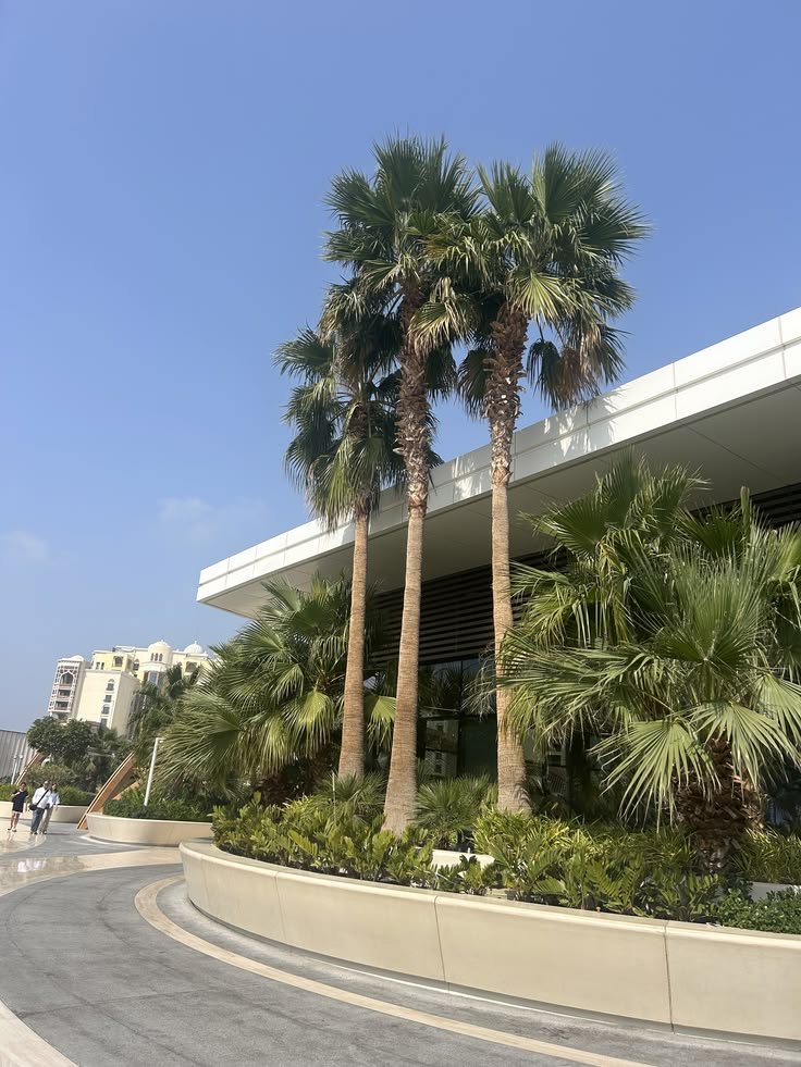 تنسيق حدائق باستخدام نخيل واشنطونيا بالرياض.
